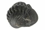 Wide, Enrolled Pedinopariops Trilobite - Mrakib, Morocco #125166-2
